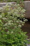 Water hemlock